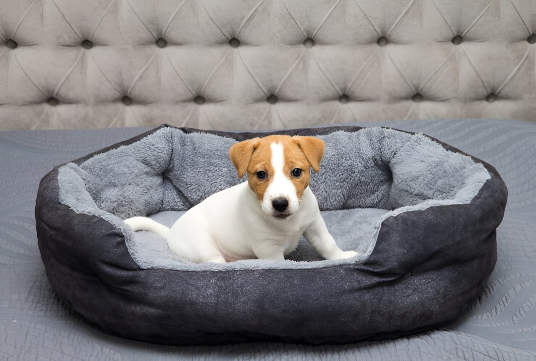 Choosing The Perfect Pet Bed